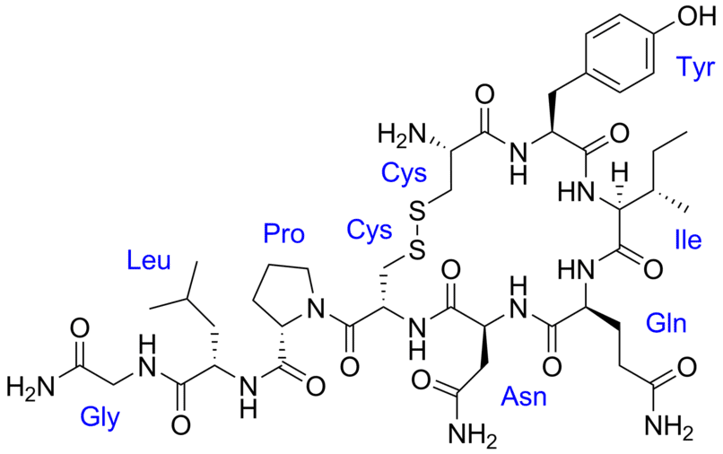 Oxytocine - Pharmacocinétique et effets indésirables. Les médicaments avec le principe actif Oxytocine - Medzai.net