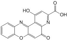 Пиреноксин - фармакокинетика и побочные действия. Препараты, содержащие Пиреноксин - Medzai.net