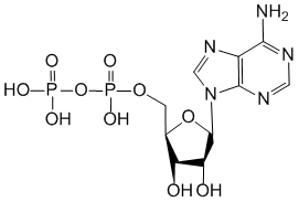 Аденозина фосфат - фармакокинетика и побочные действия. Препараты, содержащие Аденозина фосфат - Medzai.net