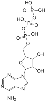 Трифосаденин - фармакокинетика и побочные действия. Препараты, содержащие Трифосаденин - Medzai.net